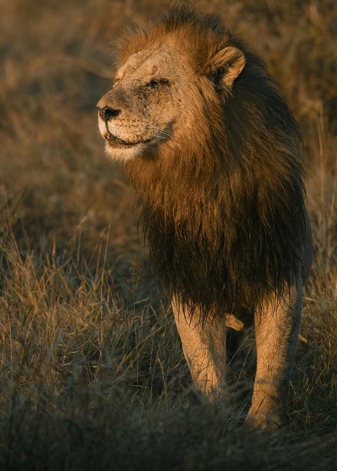 Lion in golden hour light