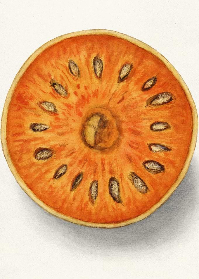 Cross-section of a Quince Fruit