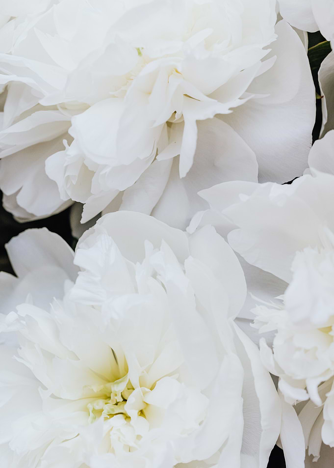 Close-up of White Peonies