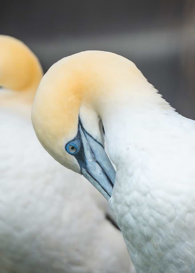 Gannet Bird Preening