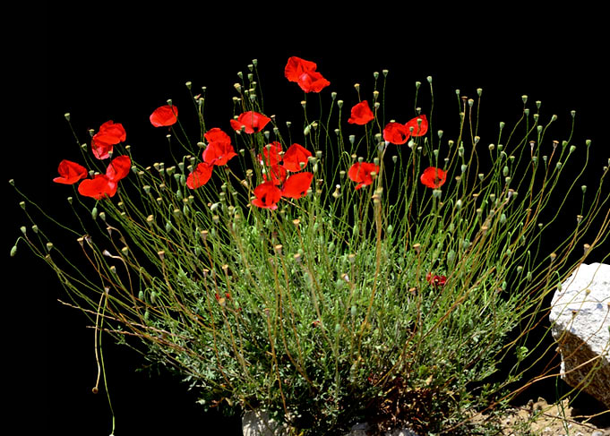Field of Red Poppies