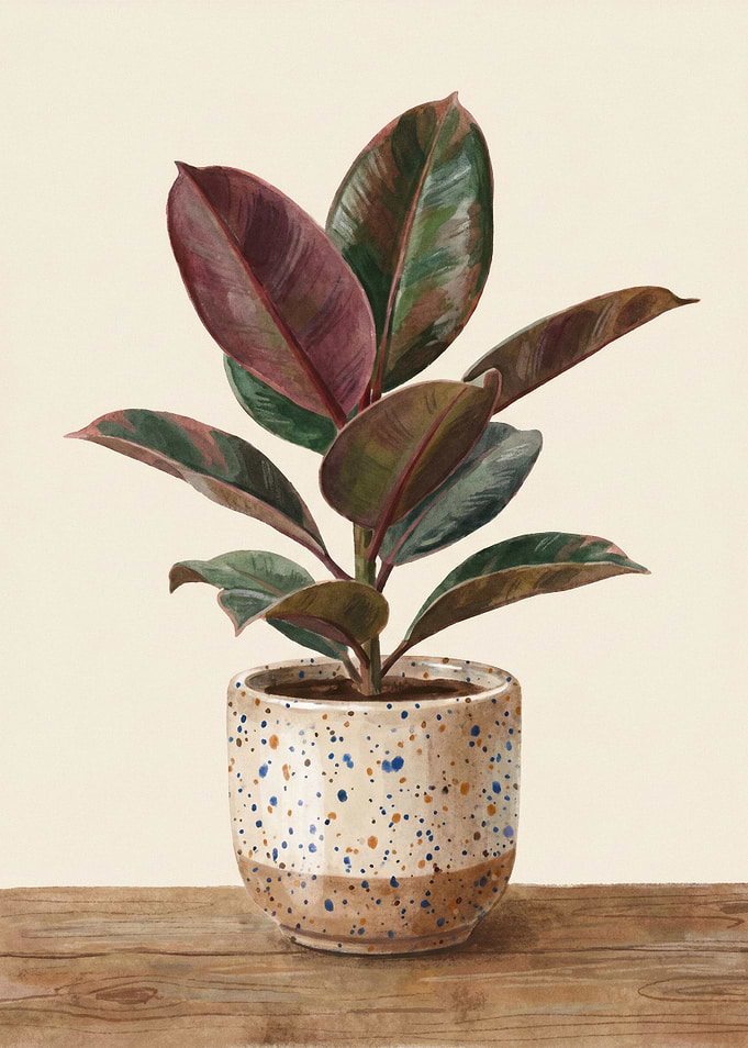 Rubber Plant in Speckled Pot