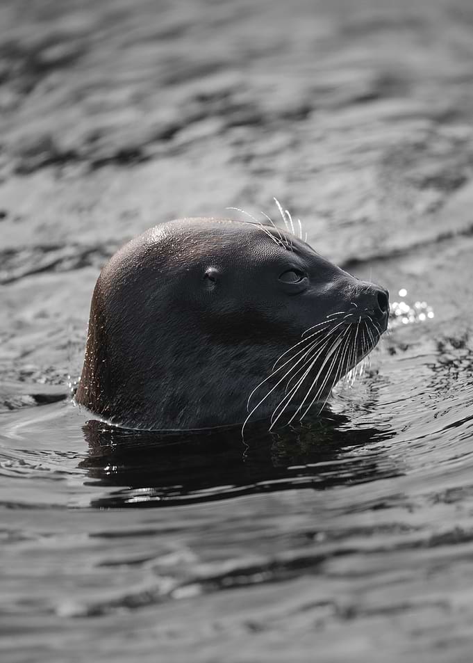 Seal head emerging from water