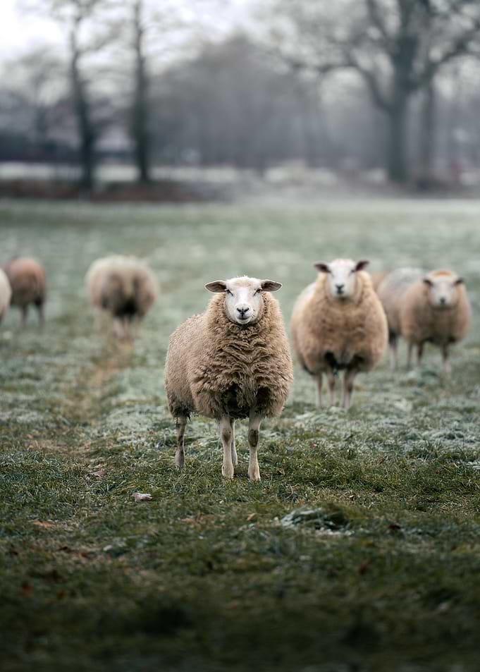 Sheep in a Frosty Field