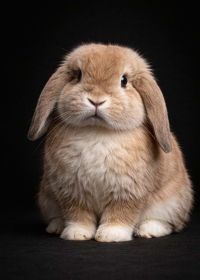 Pet Adorable Lop-Eared Bunny Portrait