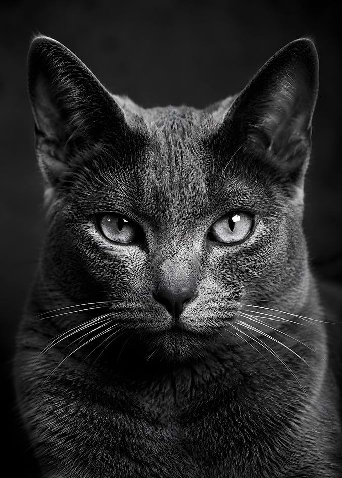 Close-up of a Russian Blue Cat