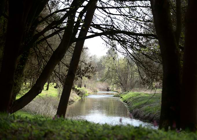 Serene Forest Stream with a Lone Walker