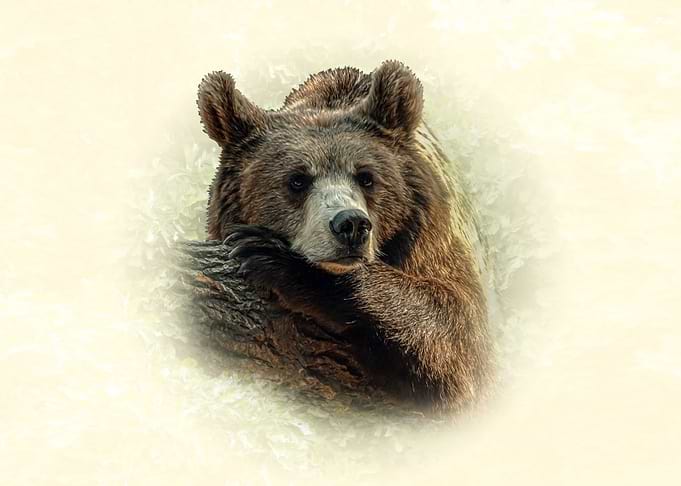 Brown Bear portrait
