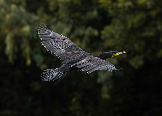 Cormorant in flight