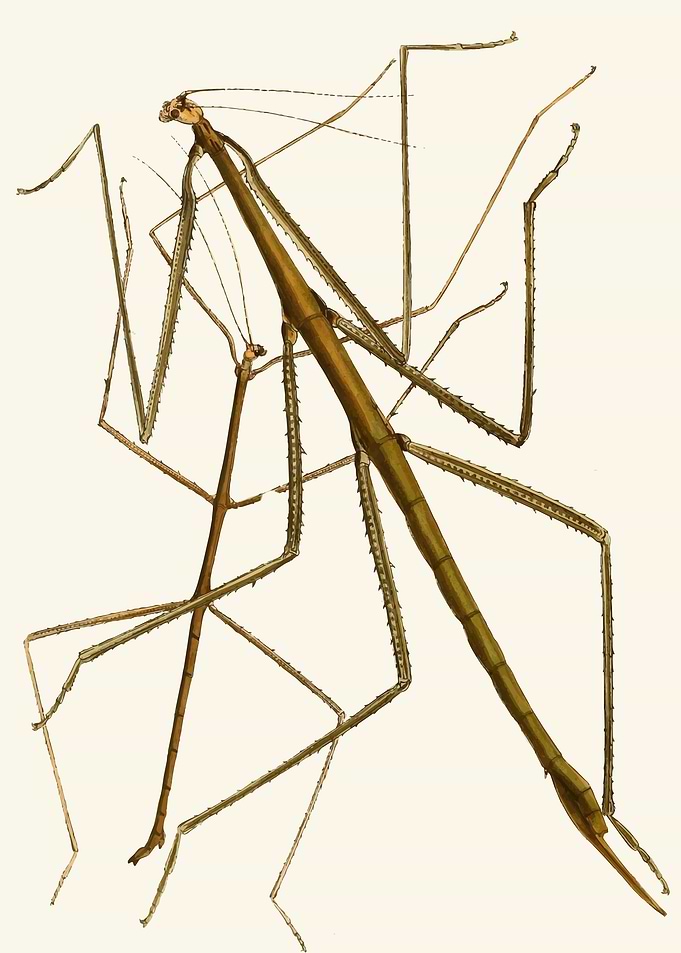 Two Stick Insects by John Obadiah Westwood