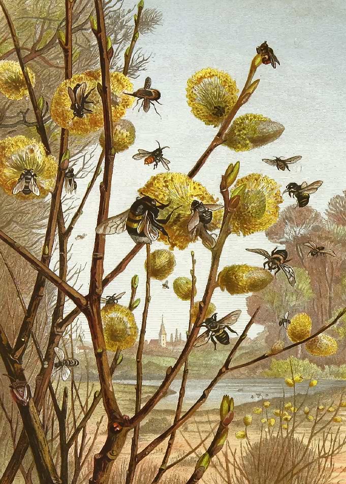 Bees on Pussy Willow Branches