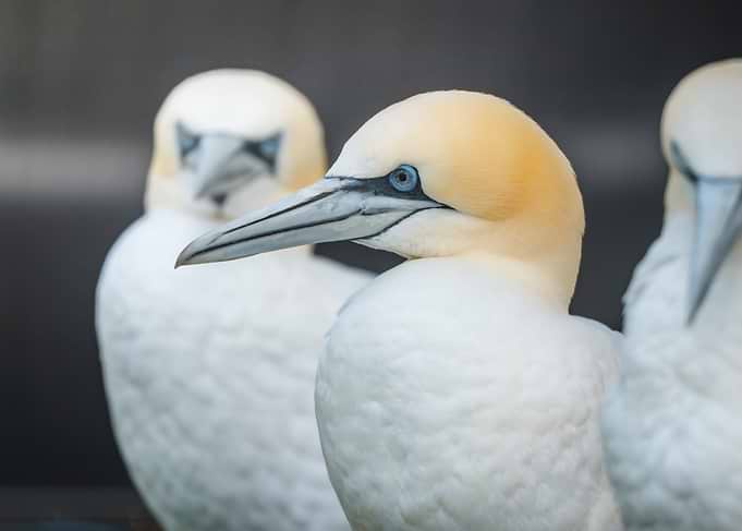 Northern Gannet Portrait