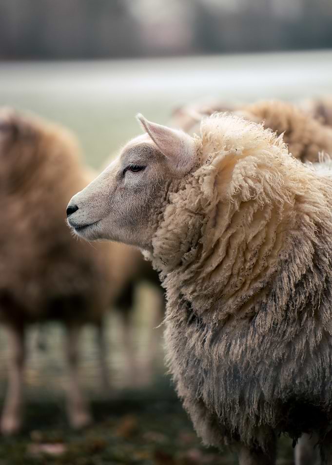 Winter Sheep Portrait