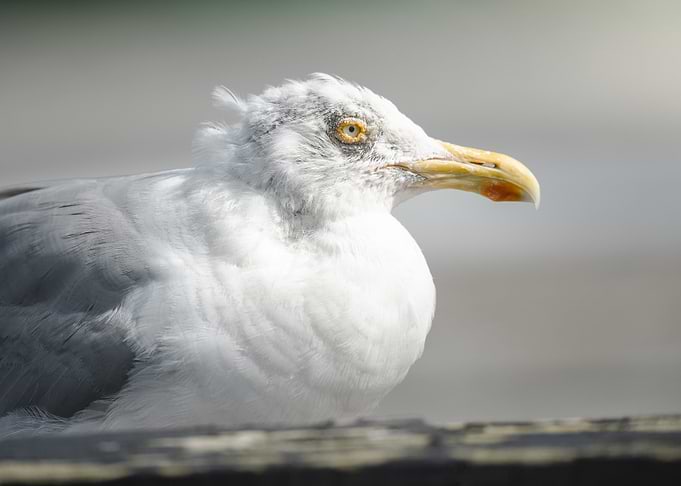 Close-up of a Seagull