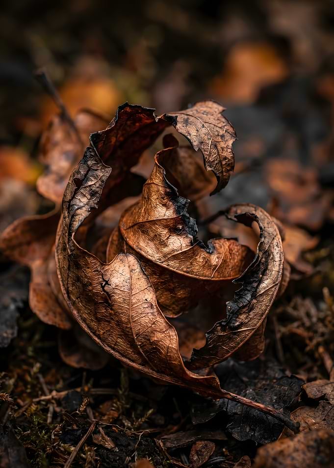 Close-up of a dried, curled oak leaf