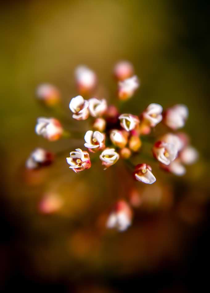 Macro shot of tiny white flowers