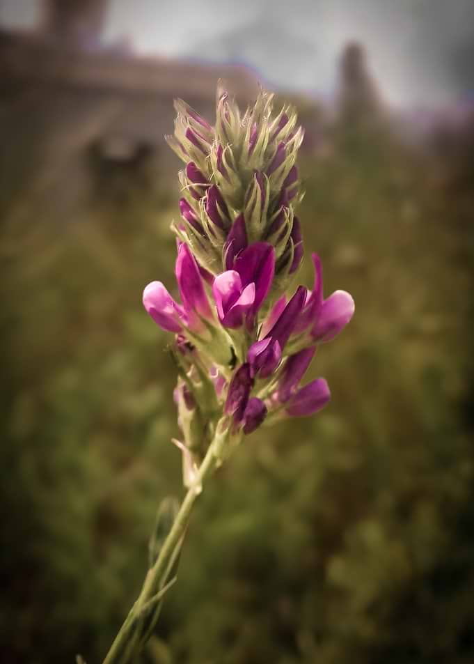 Purple and Green Flower Spike