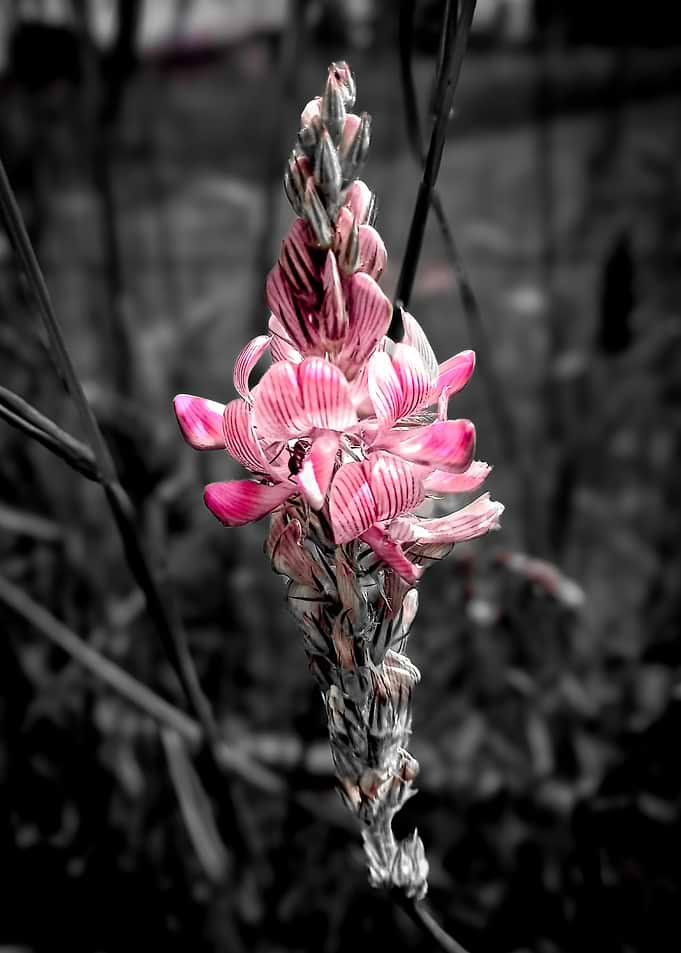 Pink Flower with Black and White Background