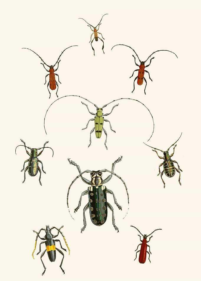 Vintage Insect Illustrations by John Obadiah Westwood
