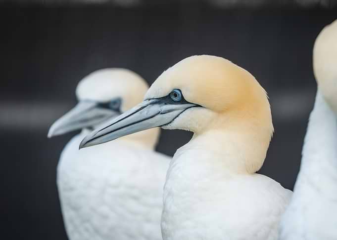Gannet Portrait