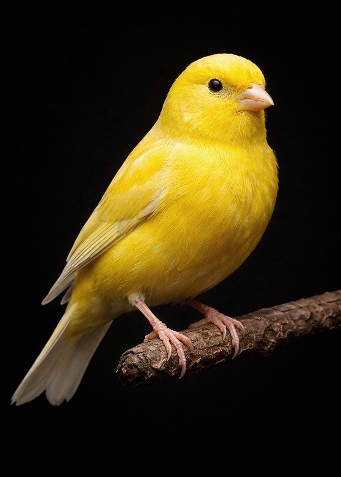 Bright yellow canary perched on a branch