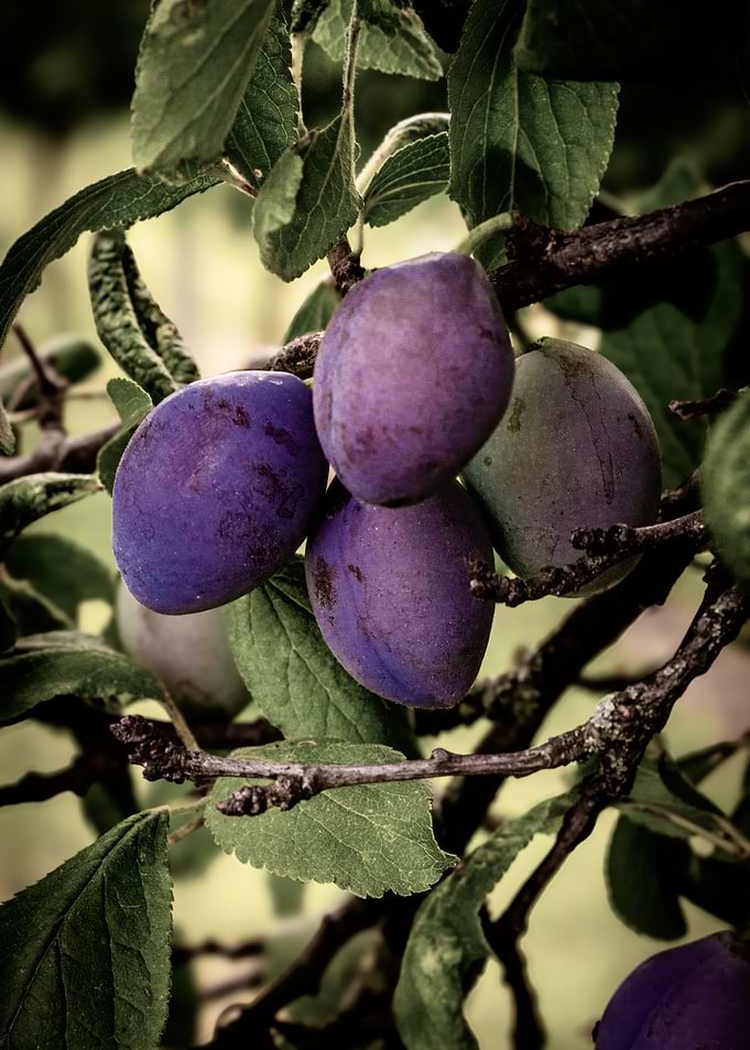 Ripe Plums on a Branch