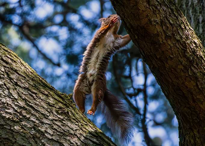 Squirrel climbing a tree trunk