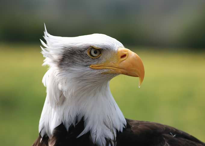 Bald Eagle Close-Up