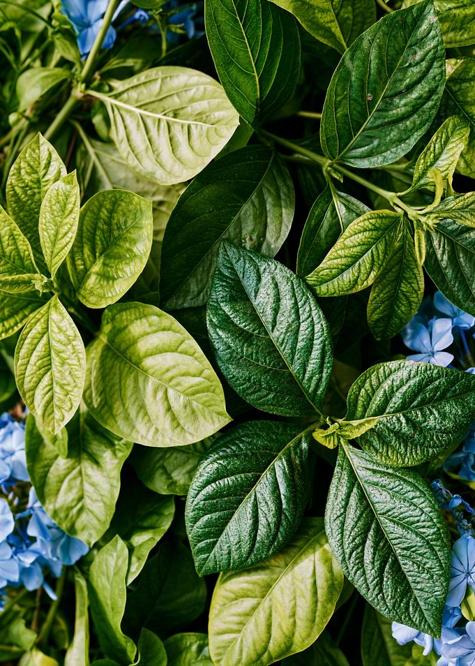 Vibrant Green Leaves and Blue Flowers