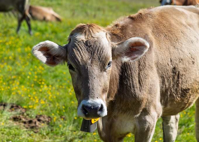 Close-up of a brown cow in a field