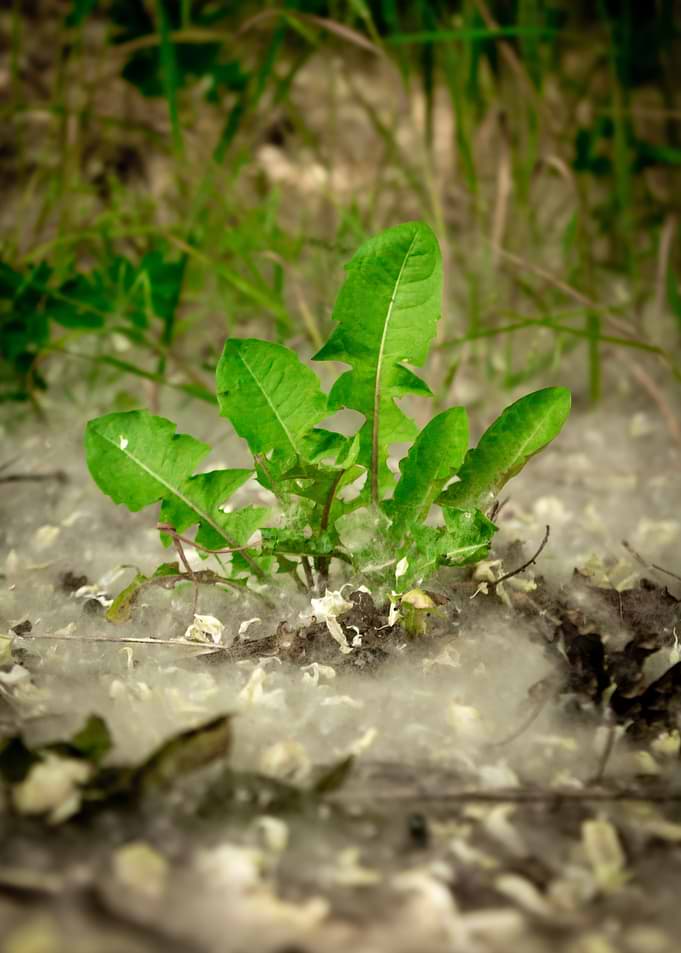Dandelion sprout in fluffy material
