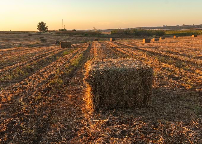 Hay Bales in a Field at Sunset