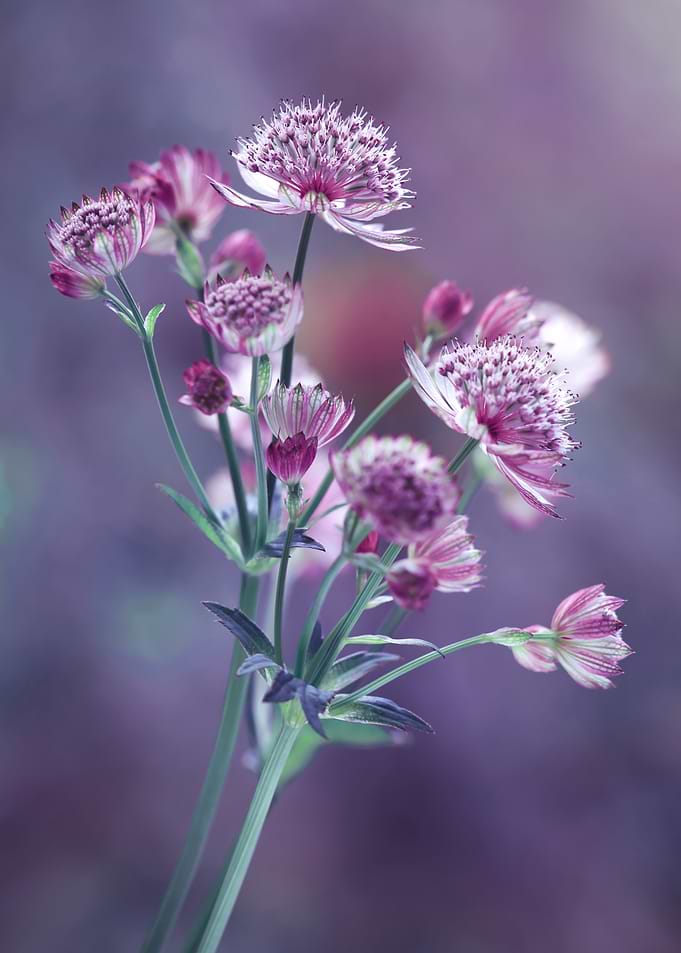 Purple Astrantia Flowers