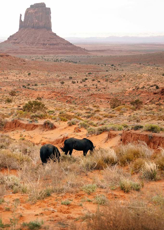Monument Valley with Grazing Animals