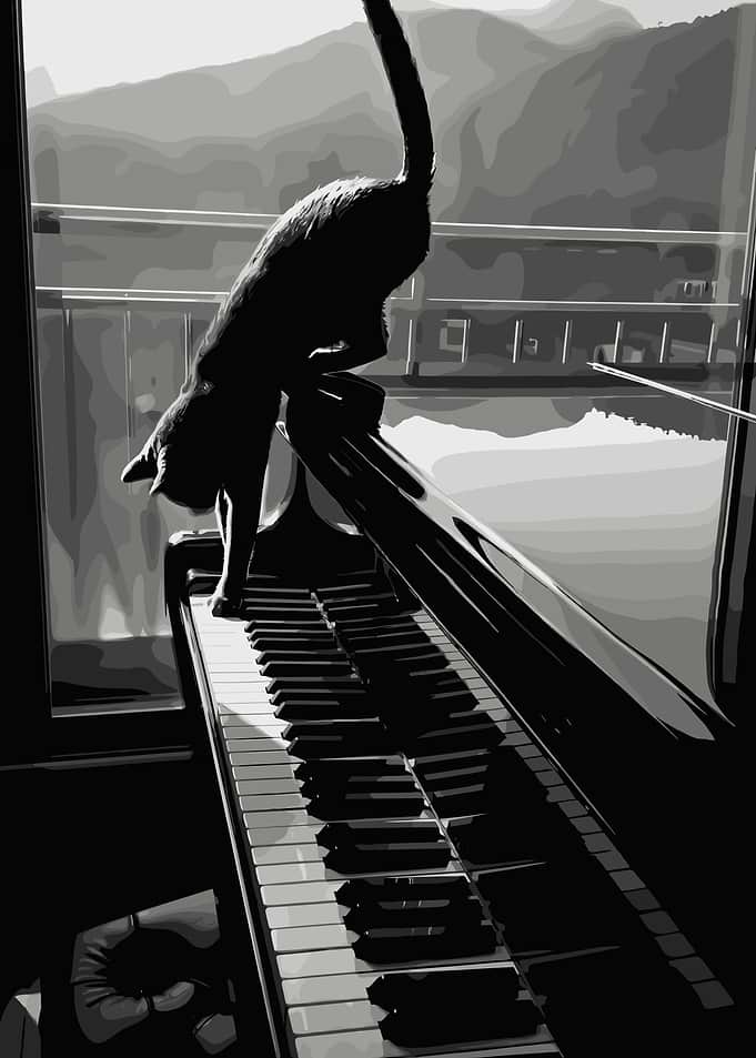 Black cat on a piano