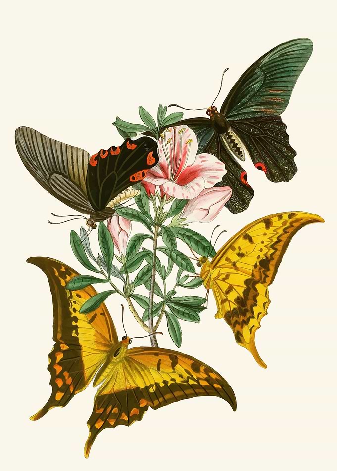 Vintage Butterflies and Flowers Illustration by John Obadiah Westwood