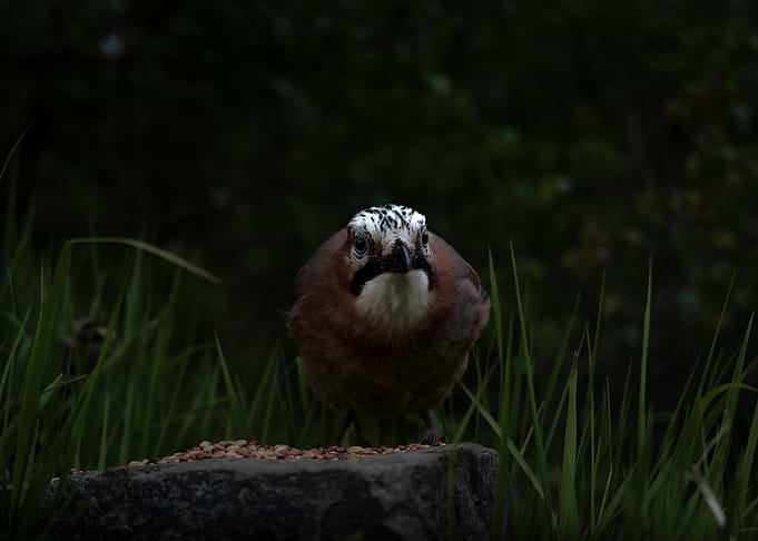 Jay bird starting right at me