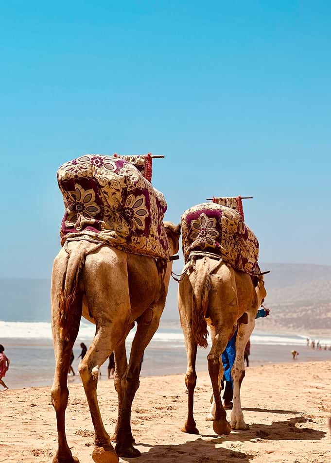 Camels on a Beach