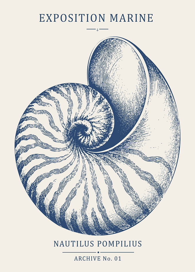 Vintage Nautilus Shell Wall Art – Marine Natural History Poster