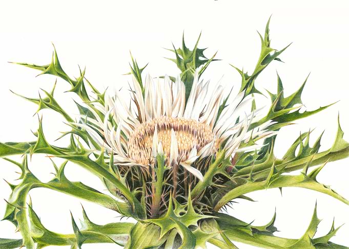 Detailed Illustration of a Thistle Flower