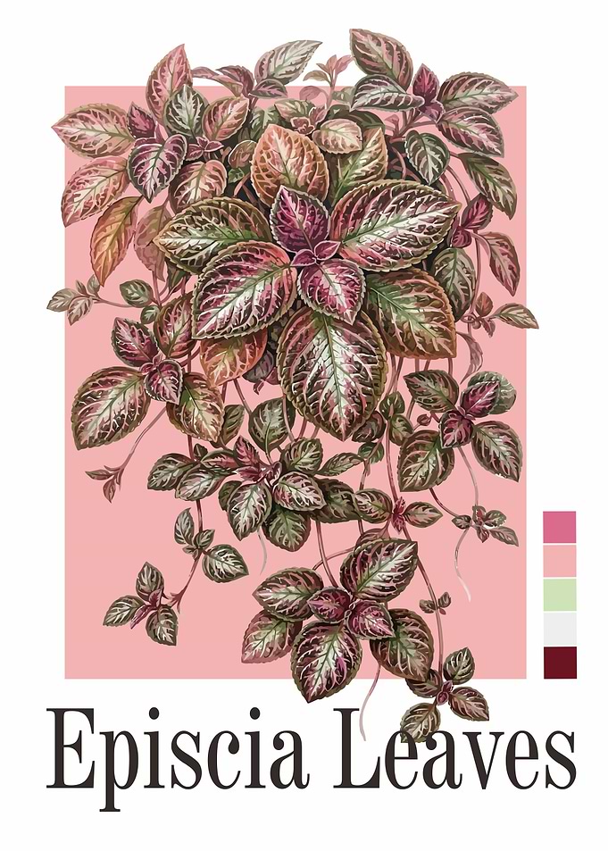 Episcia Leaves Botanical Illustration