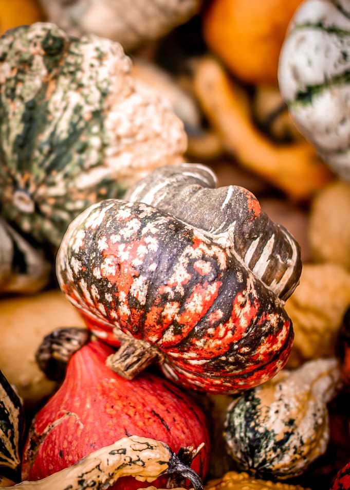 Assortment of Colorful Gourds