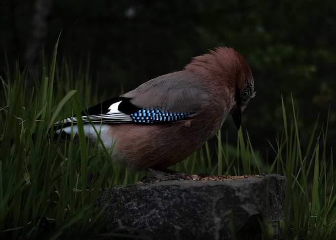 Jay bird on a stone with seeds