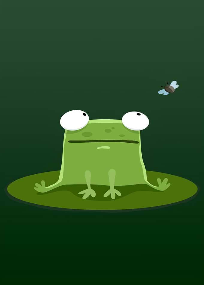 Frog on lily pad with fly