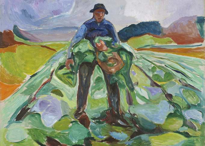 Farmers Harvesting Cabbage in a Field