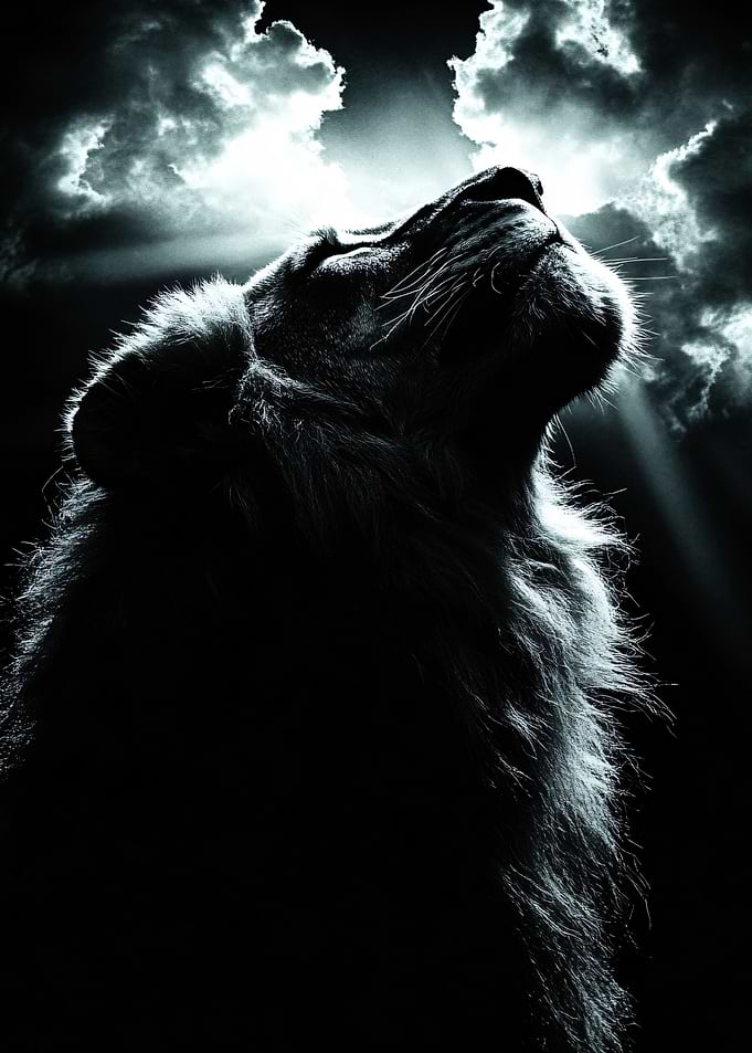 Lion looking up at stormy sky