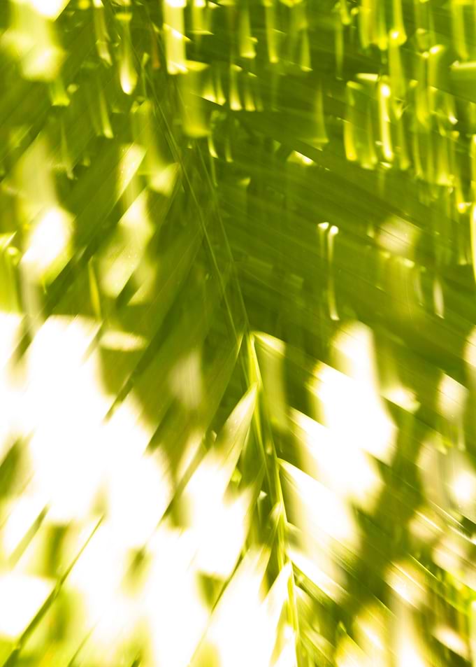 Abstract Green Leaf Motion Blur / nature, palm tree / fine-art photography