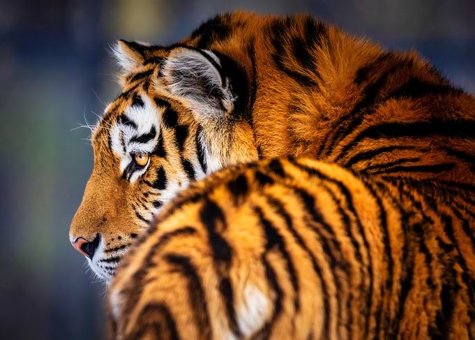 Tiger's Intense Gaze