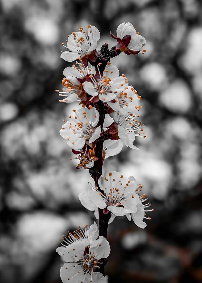 Apricot Blossoms on a Branch