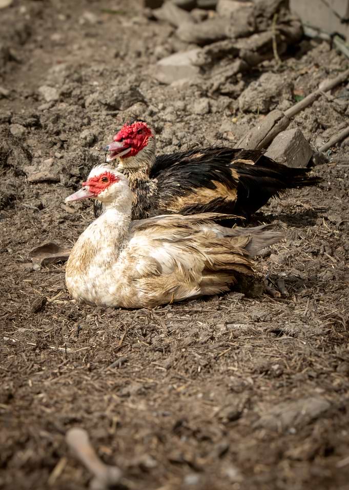 Two Ducks Resting on the Ground
